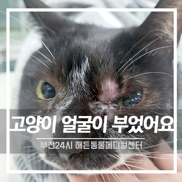 [종양외과] 고양이 안면종양 CT 촬영 및 수술