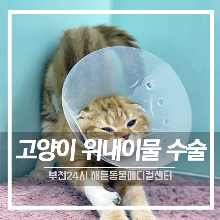 [외과] 고양이 위 내 이물제거 수술후기