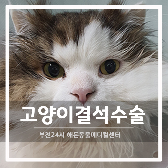 [외과] 고양이 결석 수술