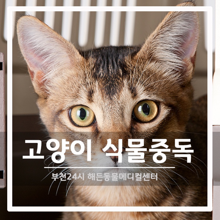 [내과] 고양이 식물중독 증상 및 치료 후기