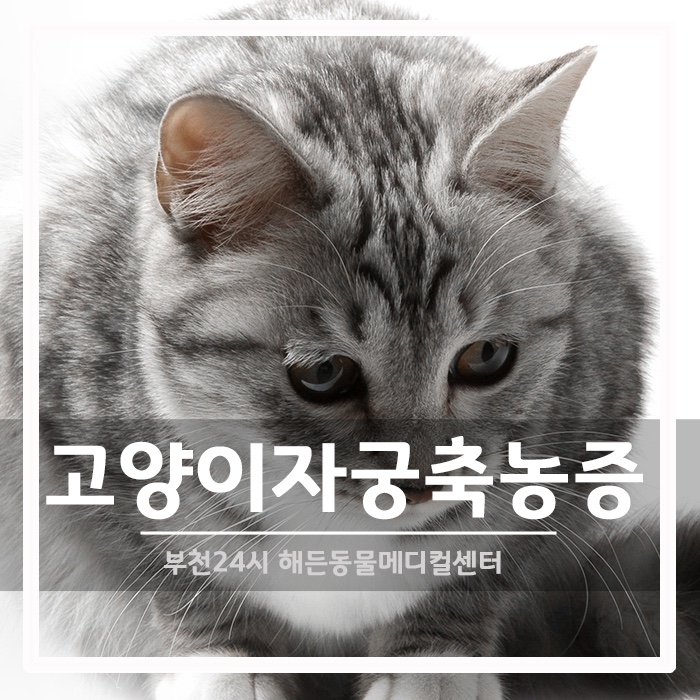 [외과] 10살 고양이 자궁축농증 수술후기