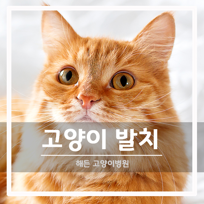 [치과] 고양이 치주염 치료 및 어금니 발치