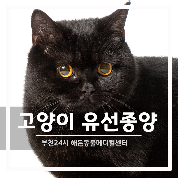 [종양외과] 고양이 가슴 혹 유선종양 수술후기