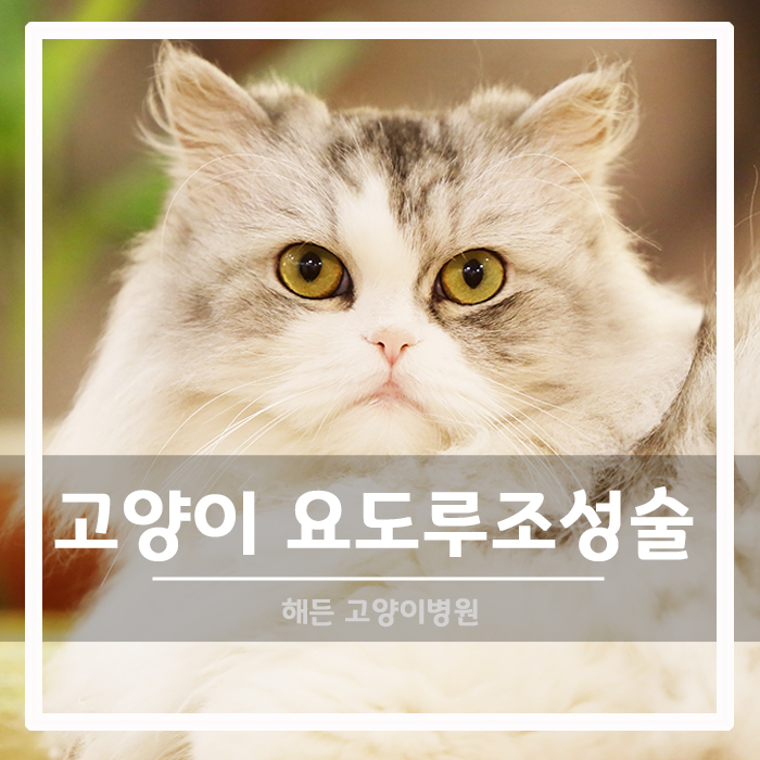 [외과] 고양이 특발성 방광염 FLUTD 회음부 요도루조성술