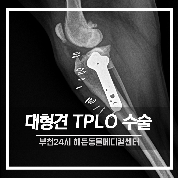 [정형외과] 대형견 TPLO 수술후기