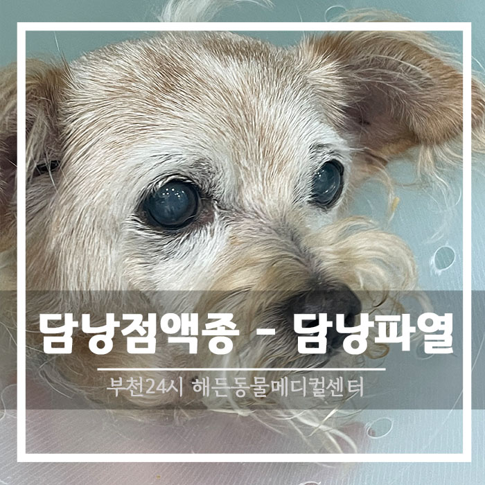 노견 강아지 황달에 구토해요 : 담낭 점액종 [ 간담도 수술 전문 ]
