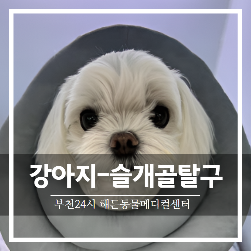 강아지 뒷다리 절뚝거림 / 슬개골탈구