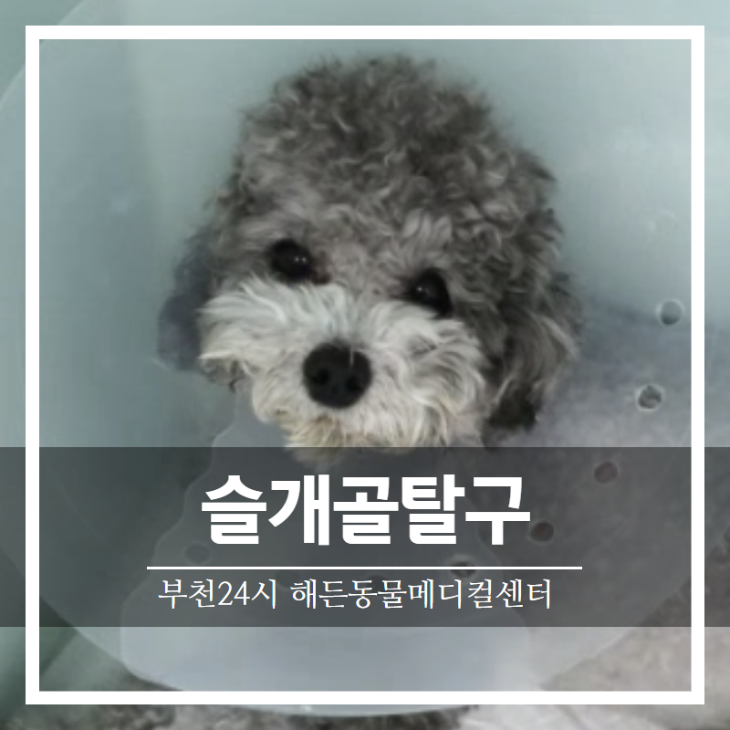 산책 중 갑자기 안걷는 강아지, 슬개골탈구 수술