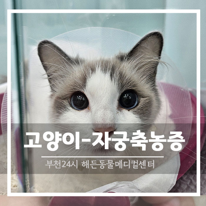 고양이 생식기에서 고름이 나와요 [ 부천 / 인천 고양이 수술전문 동물병원]
