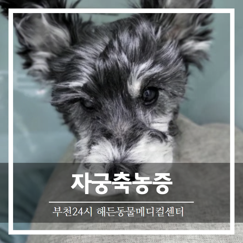 노령견 자궁축농증 수술